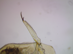 Camptocercus rectirostris