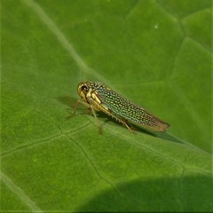 Macugonalia cavifrons