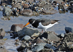 Haematopus ostralegus