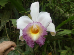 Sobralia ecuadorana