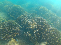 Pocillopora grandis
