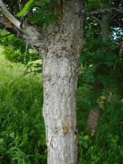 Populus longifolia