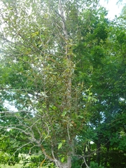 Populus longifolia