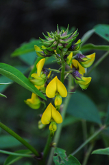 Crotalaria micans