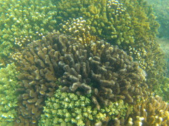 Pocillopora grandis
