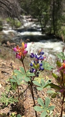 Lupinus stiversii
