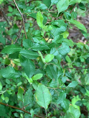 Pyracantha fortuneana
