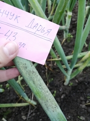 Peronospora destructor