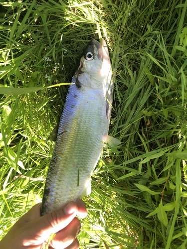American shad (Alosa sapidissima) — Clupeidae — 3