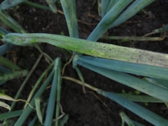 Peronospora destructor