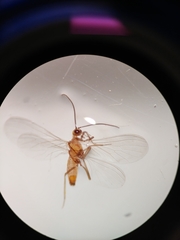 Semidalis