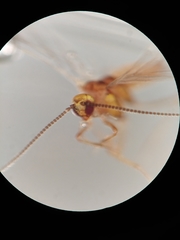 Semidalis