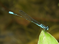 Acanthagrion quadratum