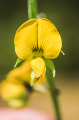 Crotalaria micans