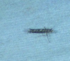Neurobathra strigifinitella