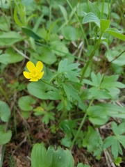 Ranunculus occidentalis