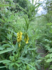 Melilotus altissimus