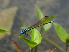 Argia rhoadsi
