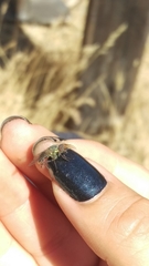 Symphoromyia