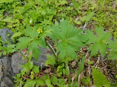 Ranunculus uncinatus