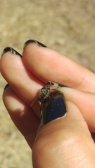 Symphoromyia