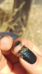 Symphoromyia