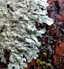 Xanthoparmelia conspersa