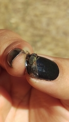 Symphoromyia
