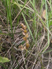 Carex arenaria