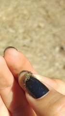 Symphoromyia