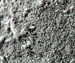 Xanthoparmelia conspersa