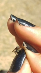 Symphoromyia
