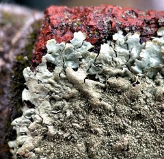 Xanthoparmelia conspersa