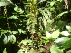 Microchilus erythrodoides