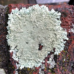 Xanthoparmelia conspersa