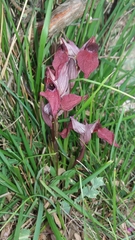 Serapias cordigera