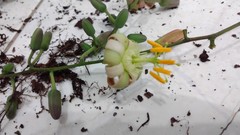 Passiflora contracta
