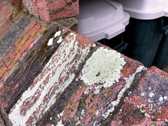 Xanthoparmelia conspersa