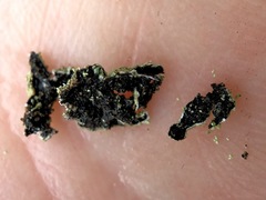 Xanthoparmelia conspersa