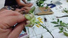 Passiflora contracta