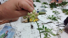 Passiflora contracta