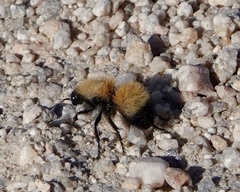 Dasymutilla arenivaga