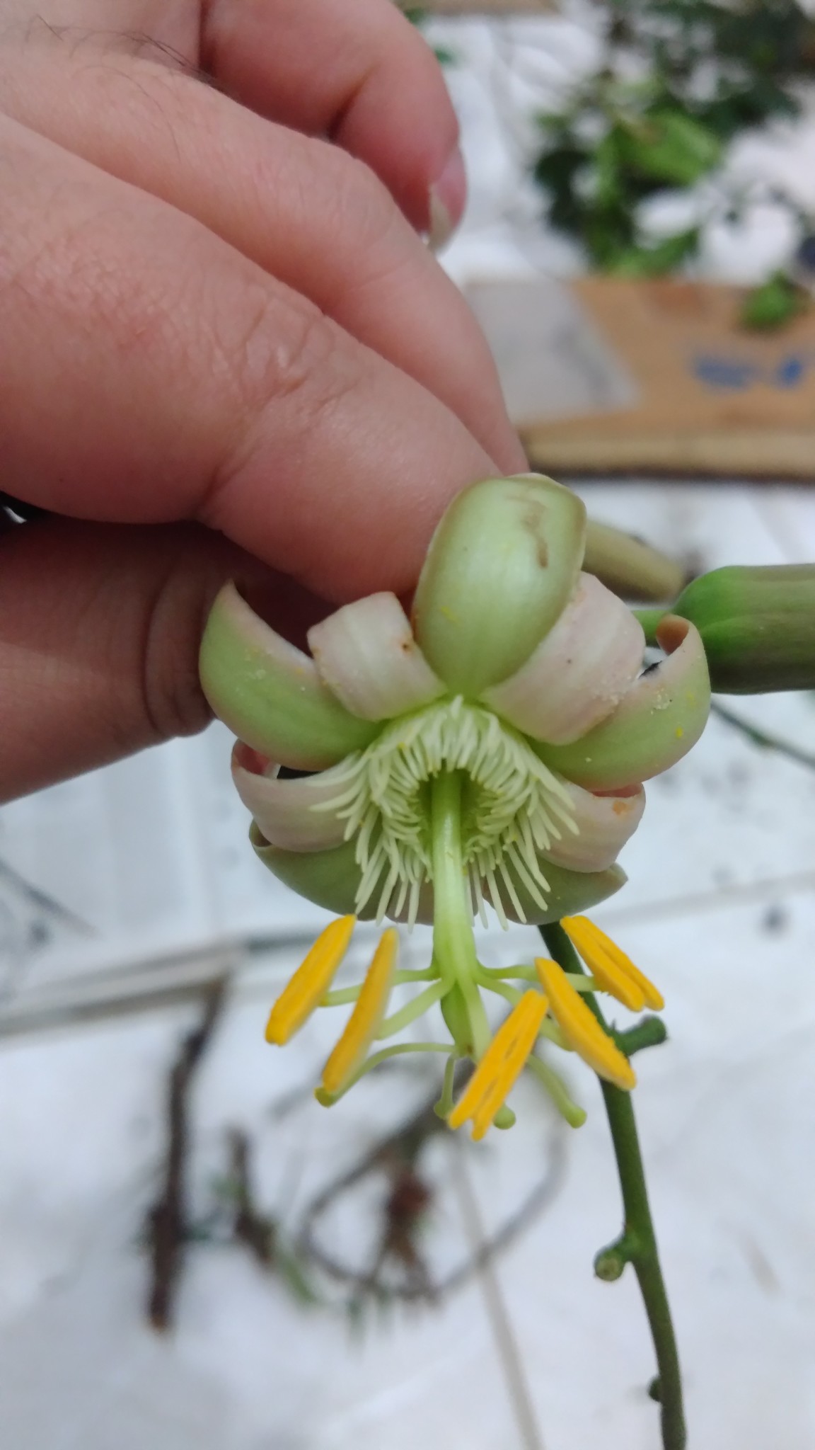 Passiflora contracta