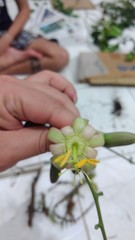 Passiflora contracta