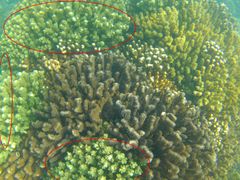 Pocillopora capitata