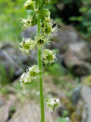 Tellima grandiflora