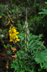 Crotalaria micans