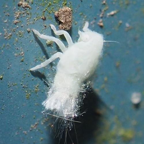 Citrus Flatid Planthopper