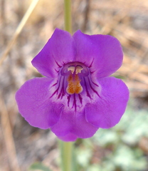 Penstemon secundiflorus