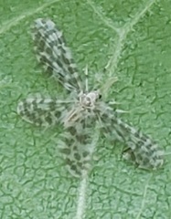 Nallachius americanus